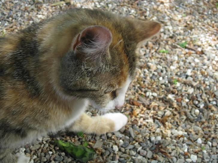 Huskat LIlle-My<333 billede 6