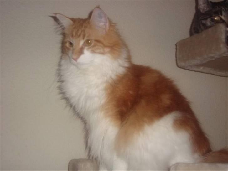 Maine Coon Findus Robbie *AFLIVET* billede 1