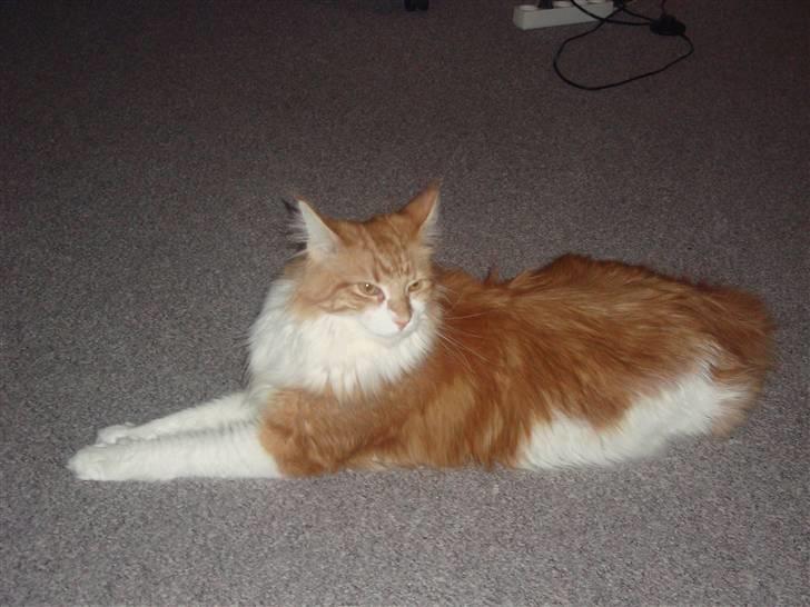 Maine Coon Findus Robbie *AFLIVET* billede 2