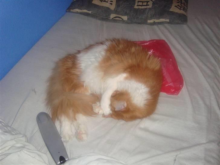 Maine Coon Findus Robbie *AFLIVET* billede 3