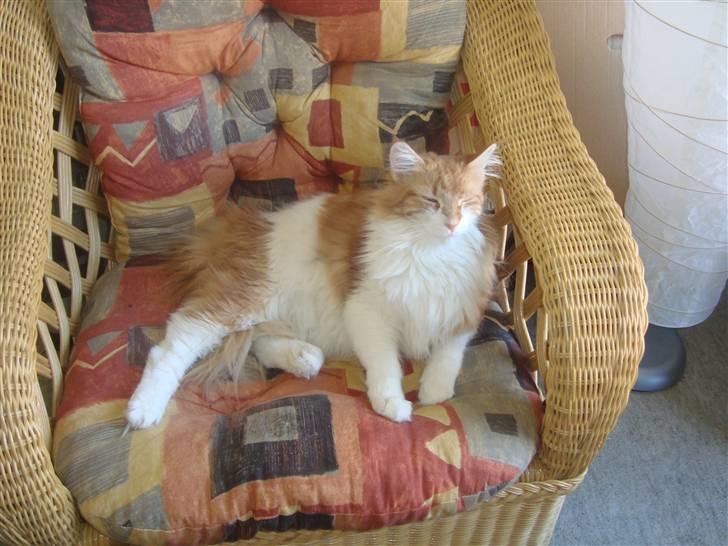 Maine Coon Findus Robbie *AFLIVET* billede 4