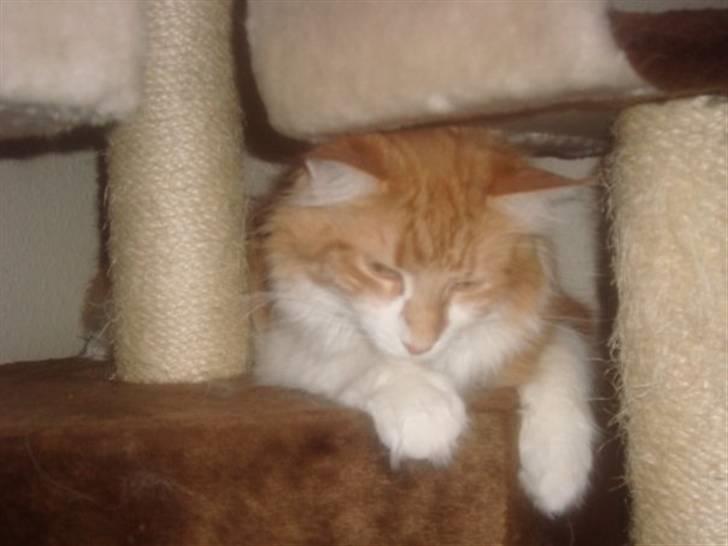 Maine Coon Findus Robbie *AFLIVET* billede 5