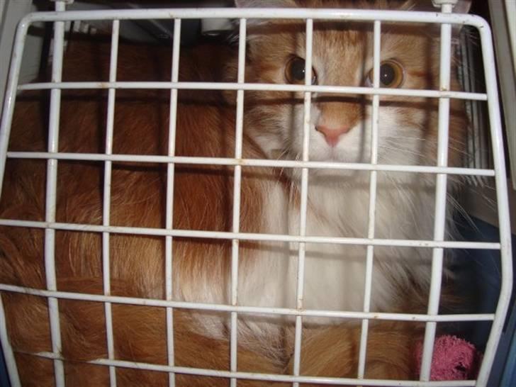Maine Coon Findus Robbie *AFLIVET* billede 6