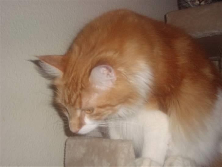 Maine Coon Findus Robbie *AFLIVET* billede 7