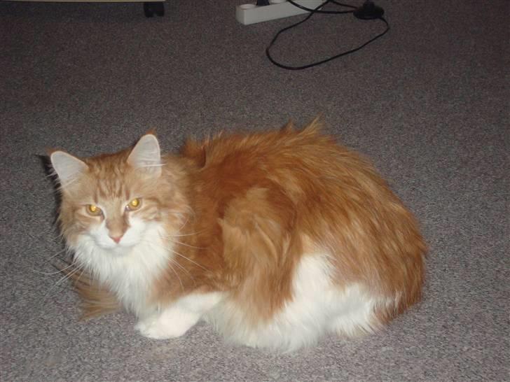 Maine Coon Findus Robbie *AFLIVET* billede 8