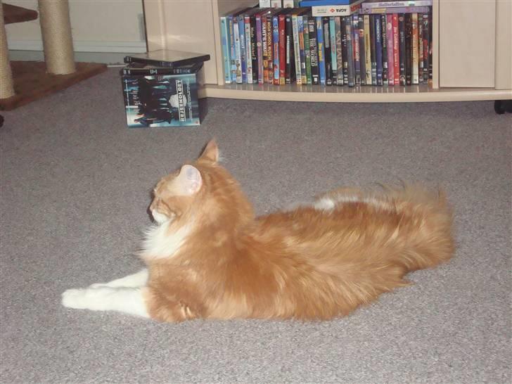 Maine Coon Findus Robbie *AFLIVET* billede 9