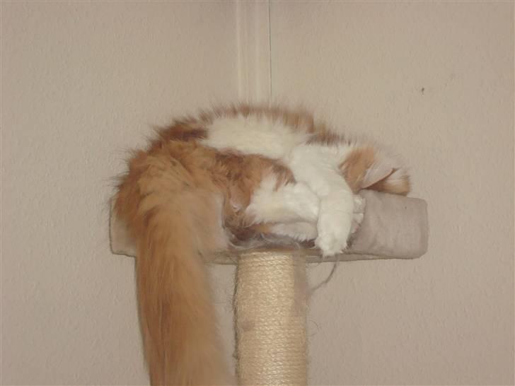 Maine Coon Findus Robbie *AFLIVET* billede 10