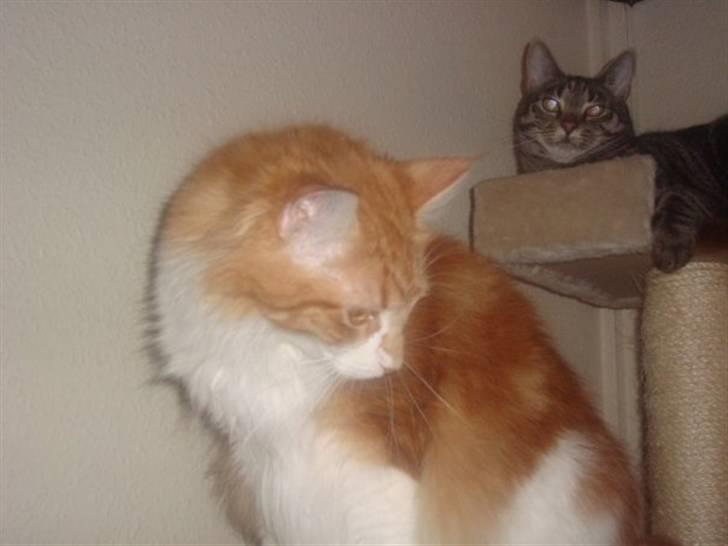 Maine Coon Findus Robbie *AFLIVET* billede 11