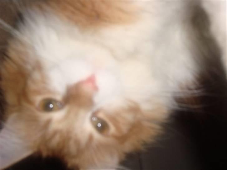 Maine Coon Findus Robbie *AFLIVET* billede 12