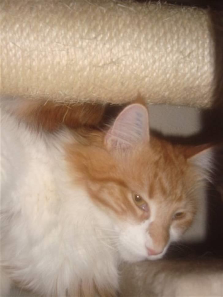 Maine Coon Findus Robbie *AFLIVET* billede 13