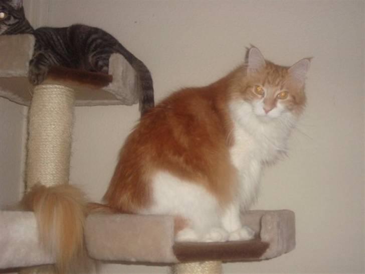 Maine Coon Findus Robbie *AFLIVET* billede 14