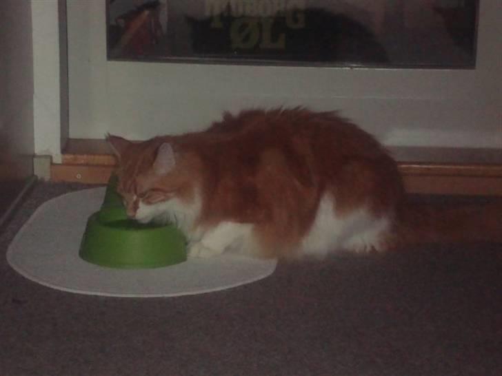 Maine Coon Findus Robbie *AFLIVET* billede 15