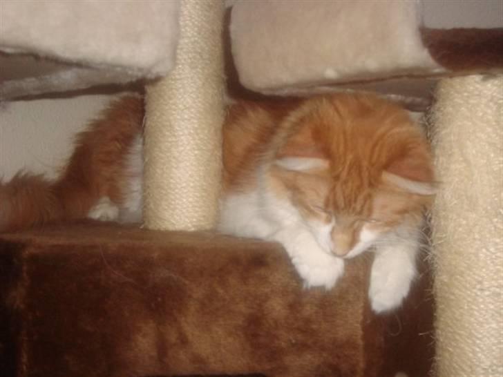 Maine Coon Findus Robbie *AFLIVET* billede 16