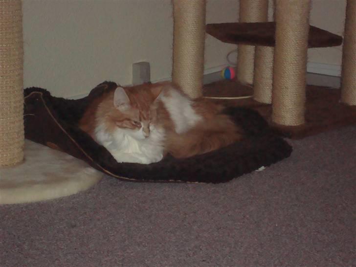 Maine Coon Findus Robbie *AFLIVET* billede 17