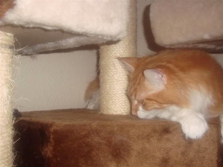 Maine Coon Findus Robbie *AFLIVET* billede 18