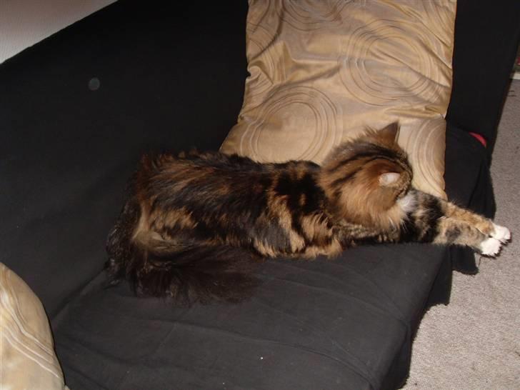 Maine Coon Tessa billede 11