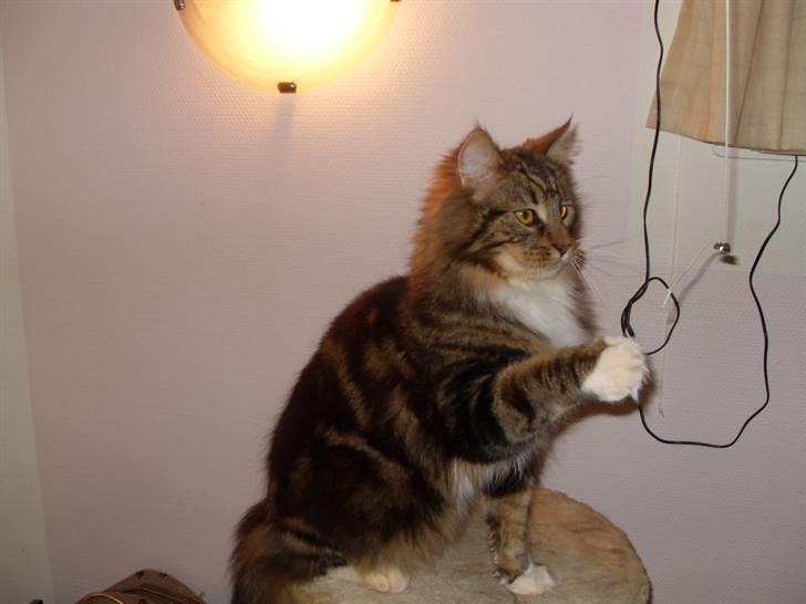 Maine Coon Tessa billede 12