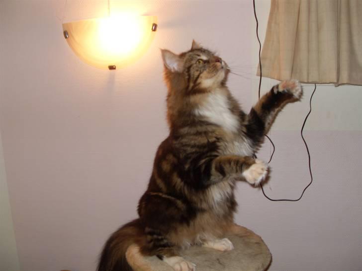 Maine Coon Tessa billede 13