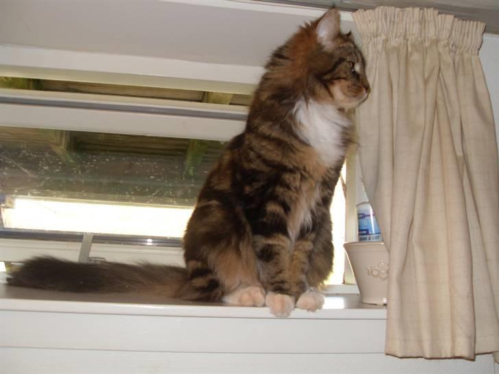 Maine Coon Tessa billede 14