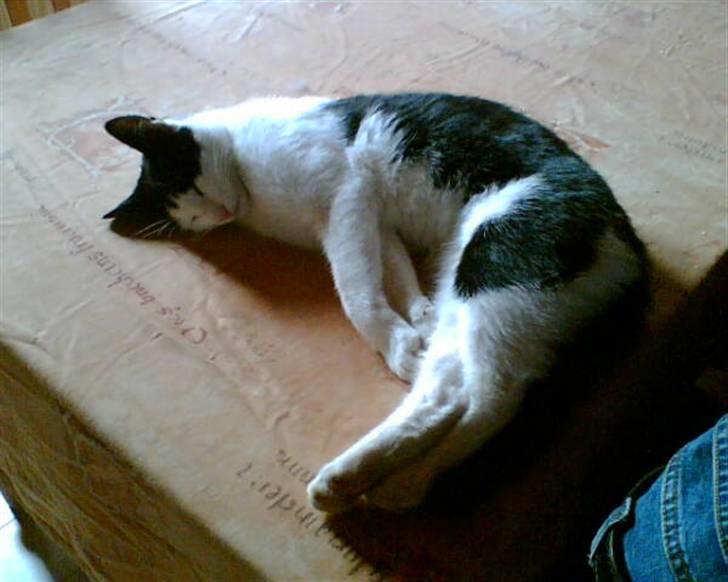 Huskat Plet ( SOLGT ) billede 2