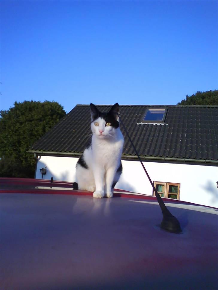 Huskat Plet ( SOLGT ) billede 3