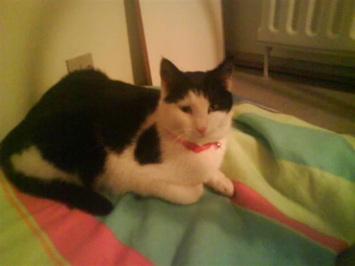 Huskat Plet ( SOLGT ) billede 4