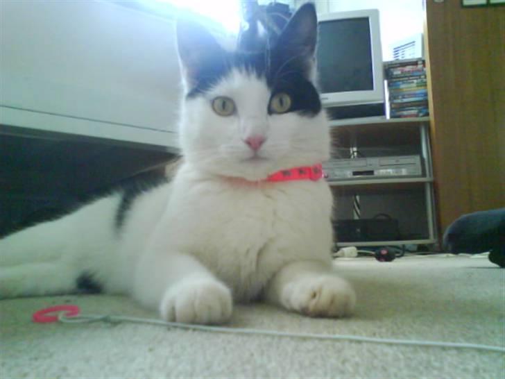 Huskat Plet ( SOLGT ) billede 5