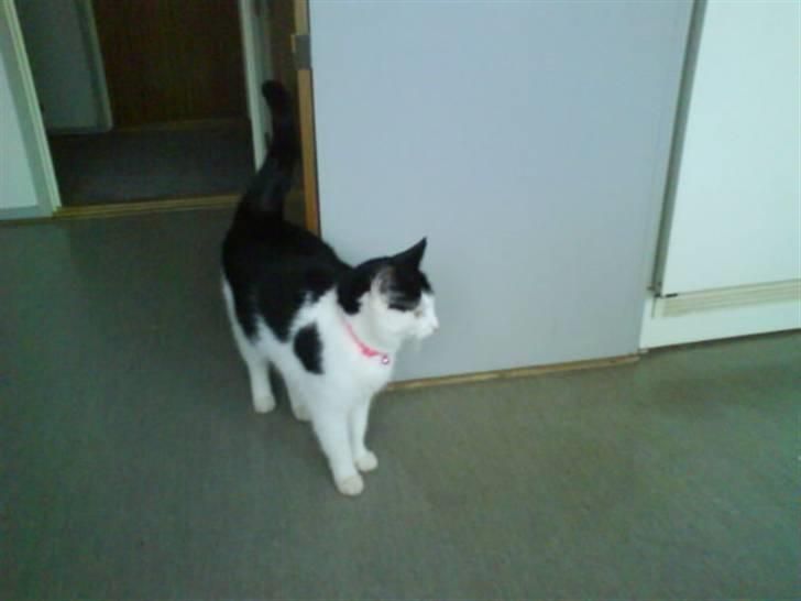 Huskat Plet ( SOLGT ) billede 6