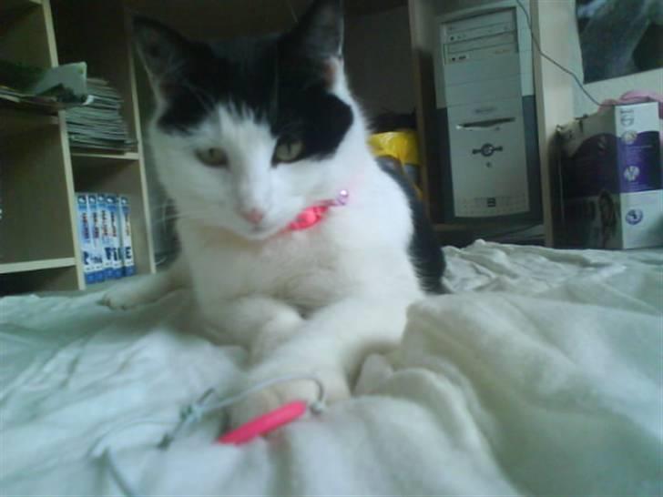 Huskat Plet ( SOLGT ) billede 7