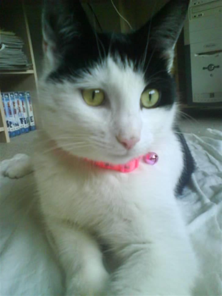 Huskat Plet ( SOLGT ) billede 8