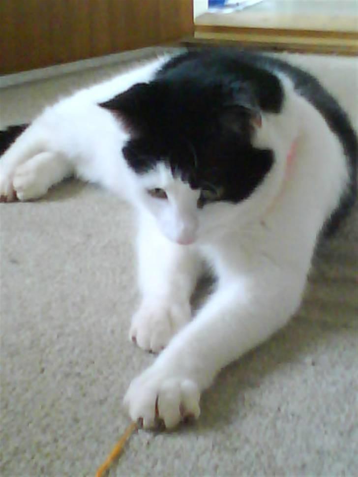 Huskat Plet ( SOLGT ) billede 9