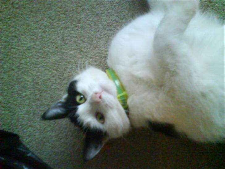 Huskat Plet ( SOLGT ) billede 10