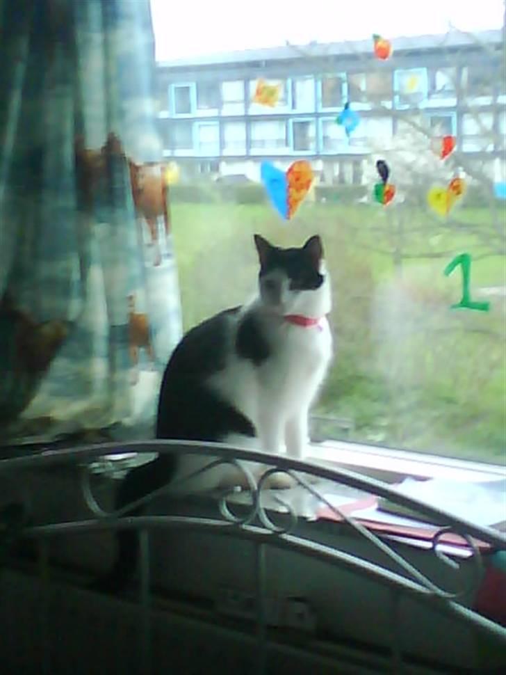 Huskat Plet ( SOLGT ) billede 11