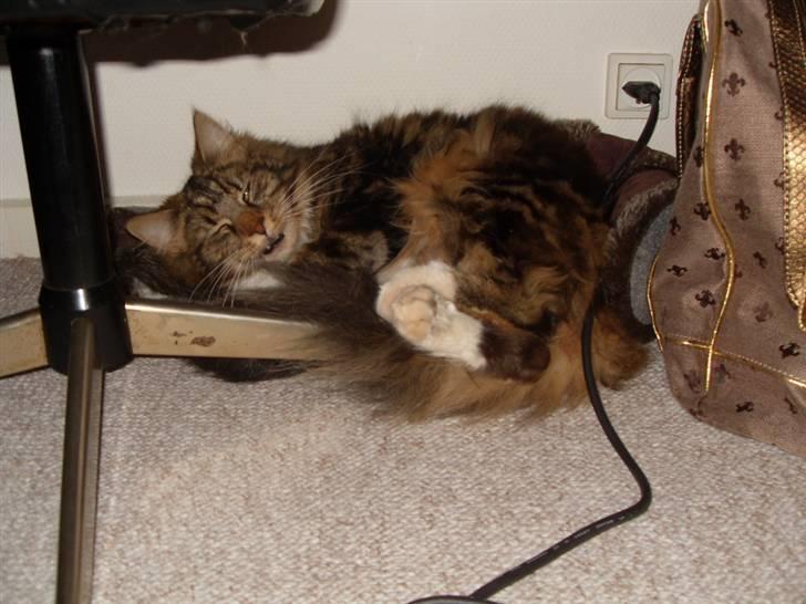 Maine Coon Tessa billede 15