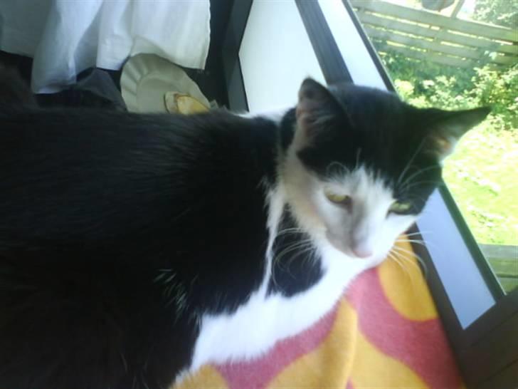 Huskat Plet ( SOLGT ) billede 12