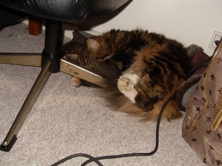 Maine Coon Tessa billede 16