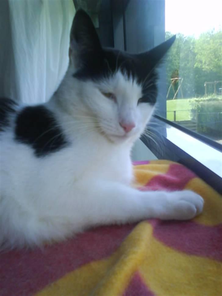 Huskat Plet ( SOLGT ) billede 13