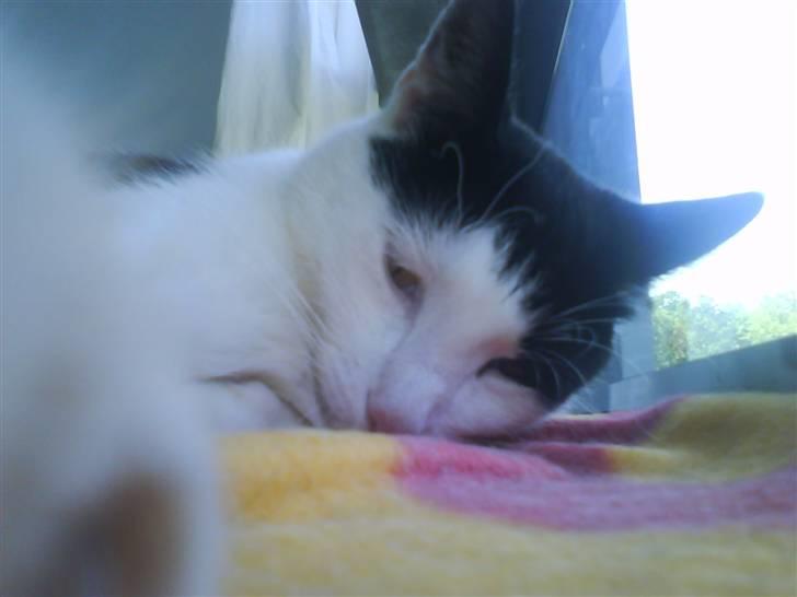 Huskat Plet ( SOLGT ) billede 14