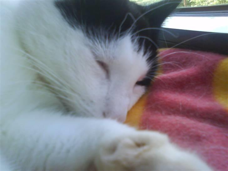 Huskat Plet ( SOLGT ) billede 15