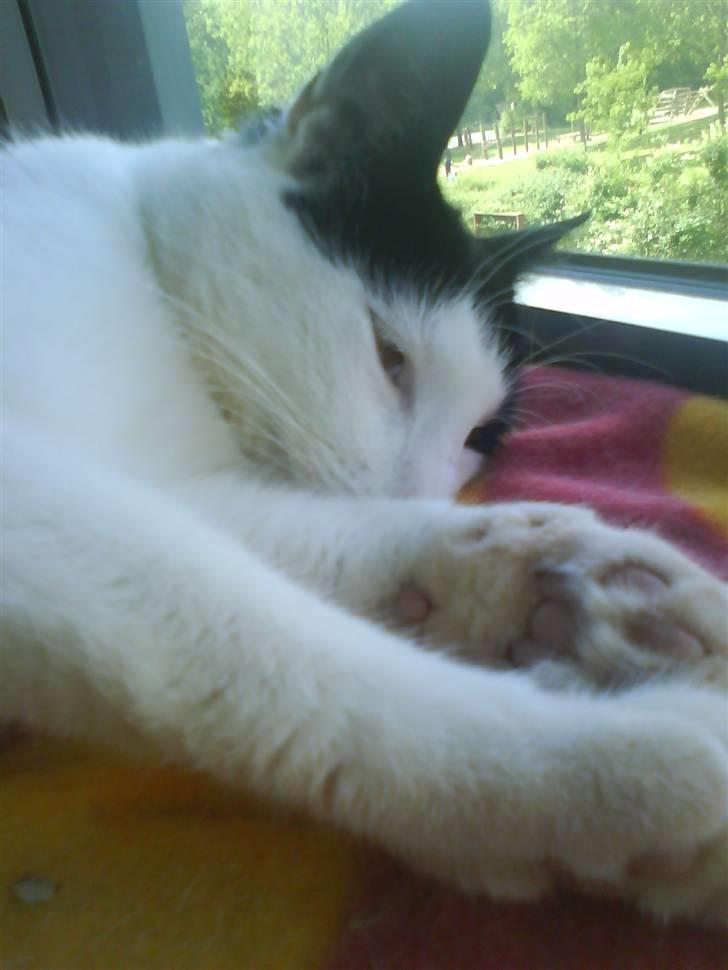 Huskat Plet ( SOLGT ) billede 16