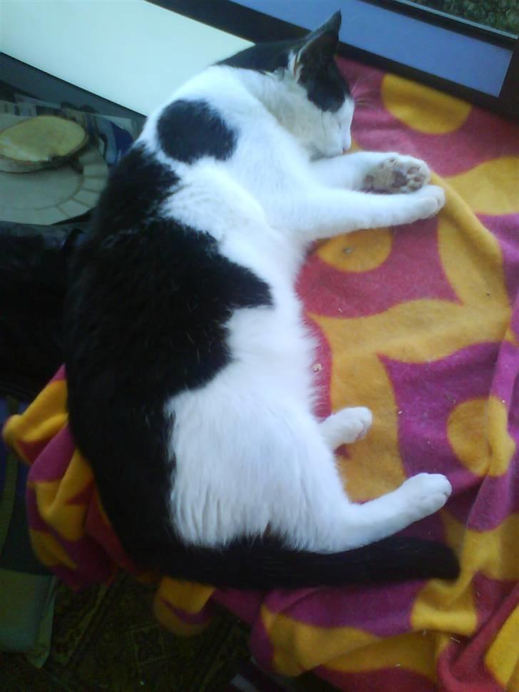 Huskat Plet ( SOLGT ) billede 17