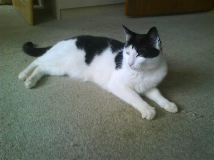 Huskat Plet ( SOLGT ) billede 18