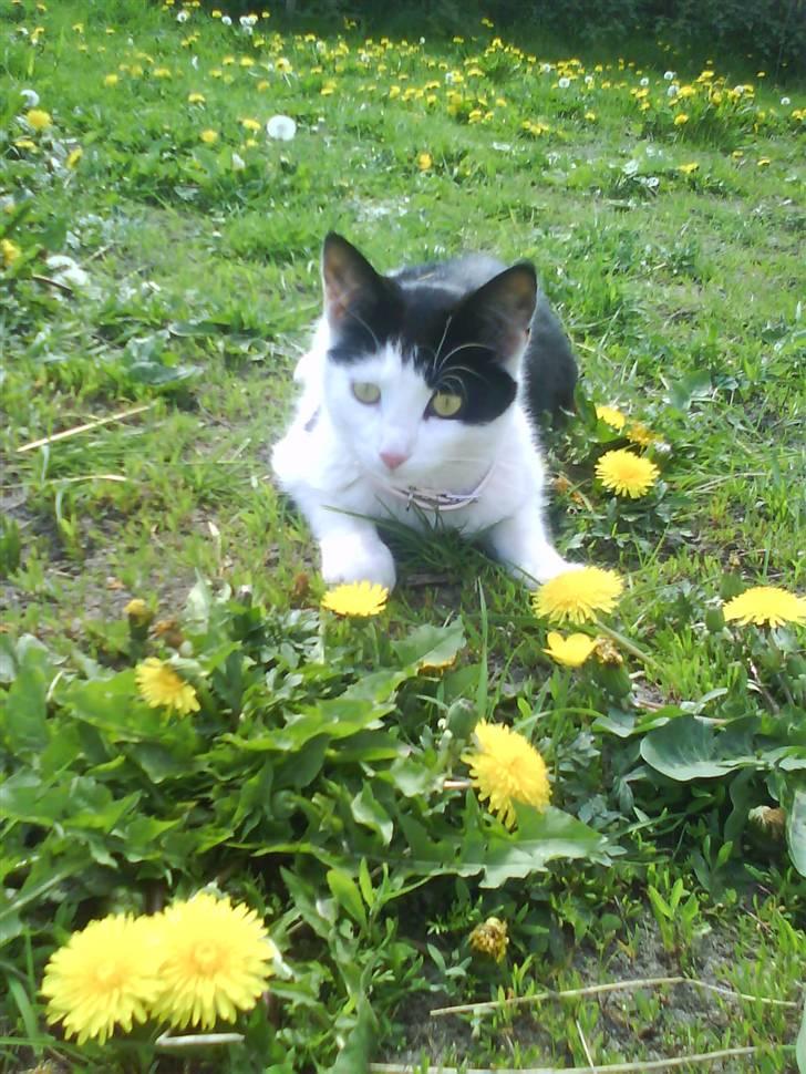 Huskat Plet ( SOLGT ) billede 19