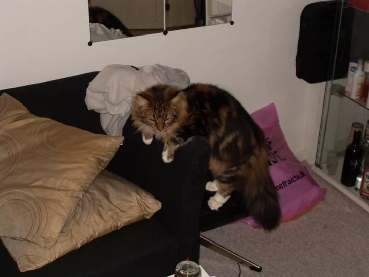 Maine Coon Tessa billede 17