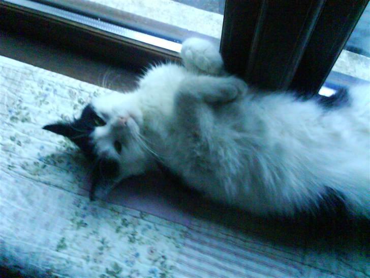 Huskat Plet ( SOLGT ) billede 20