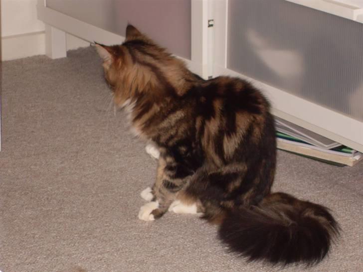 Maine Coon Tessa billede 18