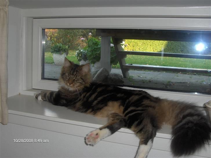 Maine Coon Tessa billede 19