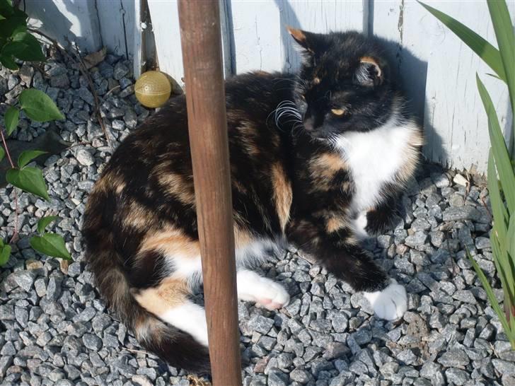 Huskat RONJA 'RØVERDATTER' - - Ronsen i sine vante omgivelser! billede 4