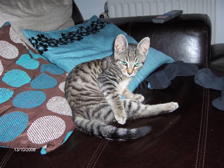 Blanding af racer Alvin billede 2