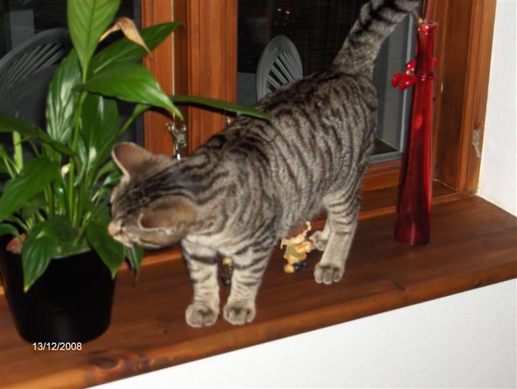 Blanding af racer Alvin billede 3